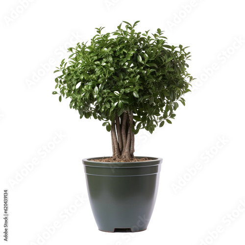 Tall Tree in pot. Houseplant isolated on white background with clipping path. PNG. Generative AI