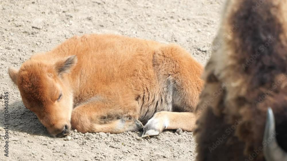 Young Buffalo Grazing On Dirt Sitting On The Ground At Zoo Young Buffalo Grazing On Dirt Sitting On The Ground At Zoo