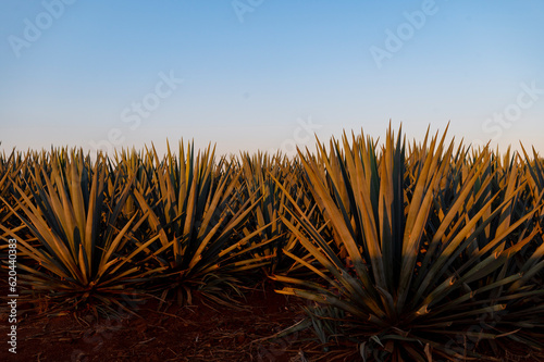 Agavero landscape at dawn or tequila landscape sunrise, located in the municipality of Tequila Jalisco Mexico, sowing of tequilana wever blue agave with which tequila is made, a popular distilled.