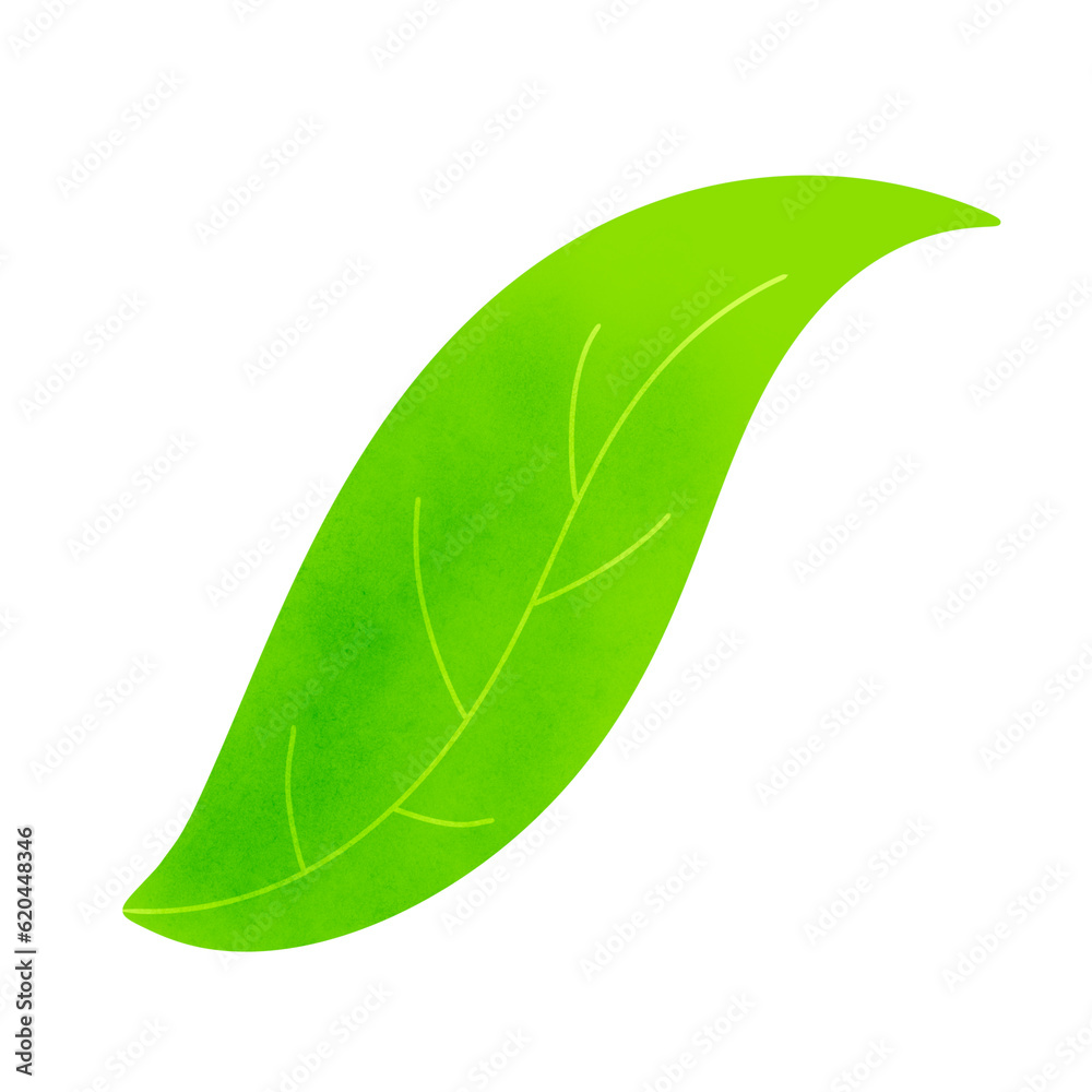 Fototapeta premium Leaf