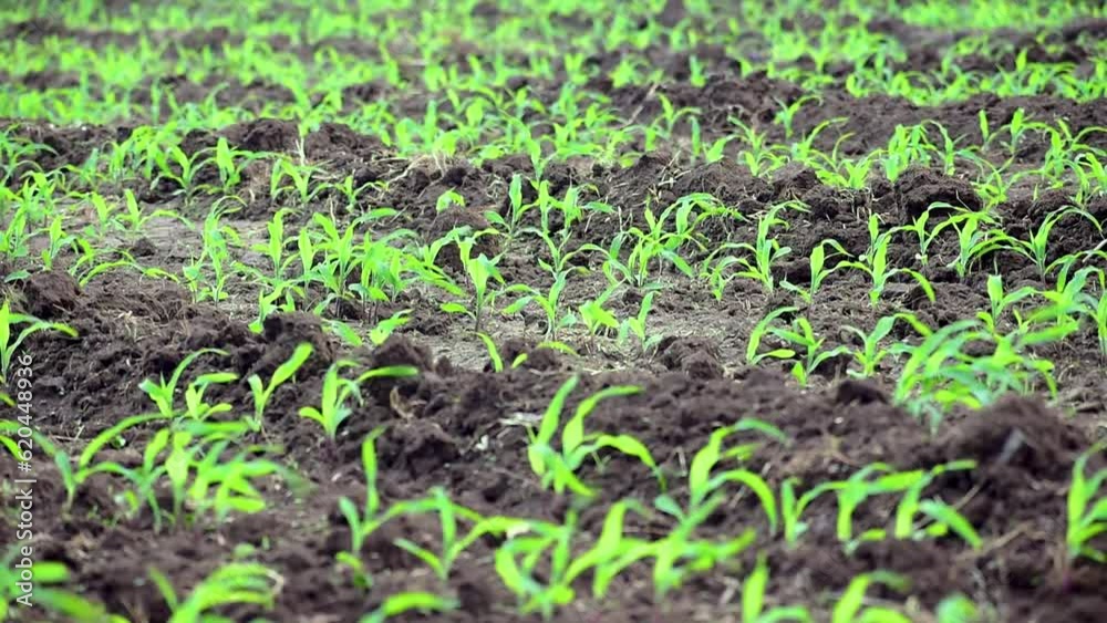 Young green corn, maize, sweet corn seedling in farm, Close up green corn plant on garden with sunlight Young green corn, maize, sweet corn seedling in farm, Close up green corn plant on garden with sunlight