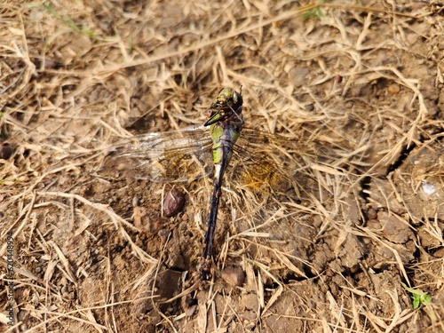 Dead Dragonfly on the ground