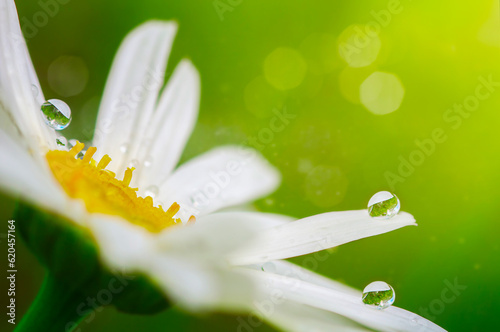  white daisy with dew drops