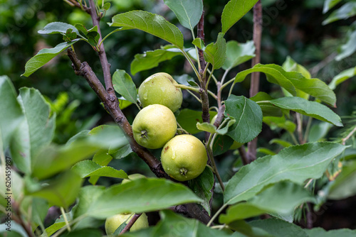 Young unripe apples on a branch of apple fruit tree in the orchard