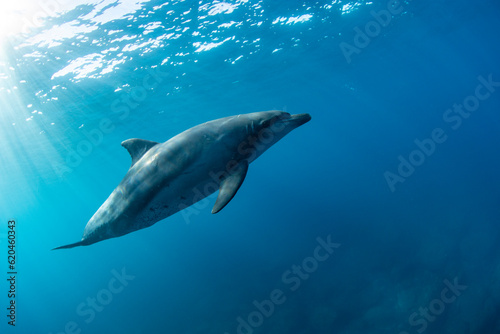 wildlife dolphin in the sea