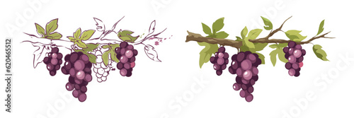 Purple grapevine - vector illustrations. Set of design elements with a branch vine with leaves and berries. Freehand drawing in watercolor style.