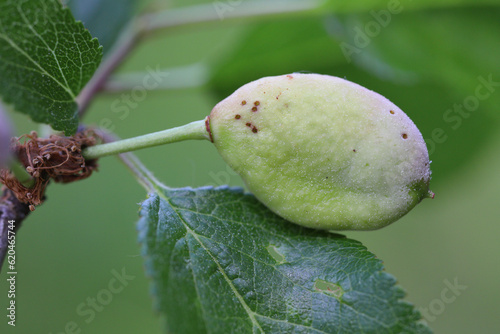 Pocket plum Taphrina pruni diseased misshapen plum fruit. photo