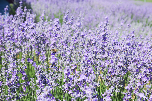 Lavender garden with its fragrant scent in nature