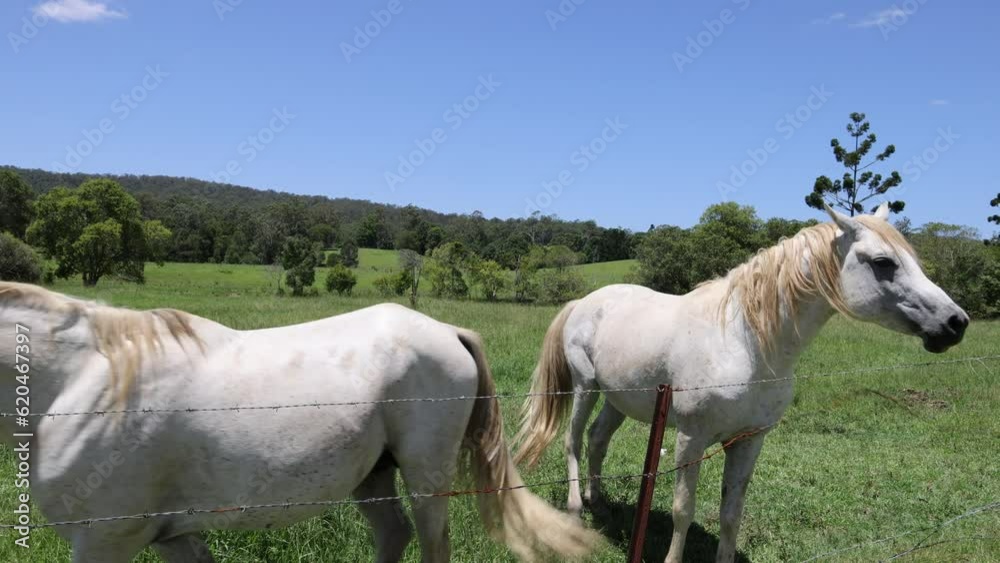 Front View of Two White Horses in the Field Front View of Two White Horses in the Field