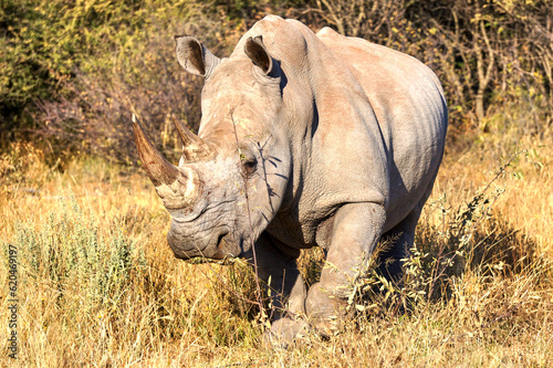 Namibian Rhino