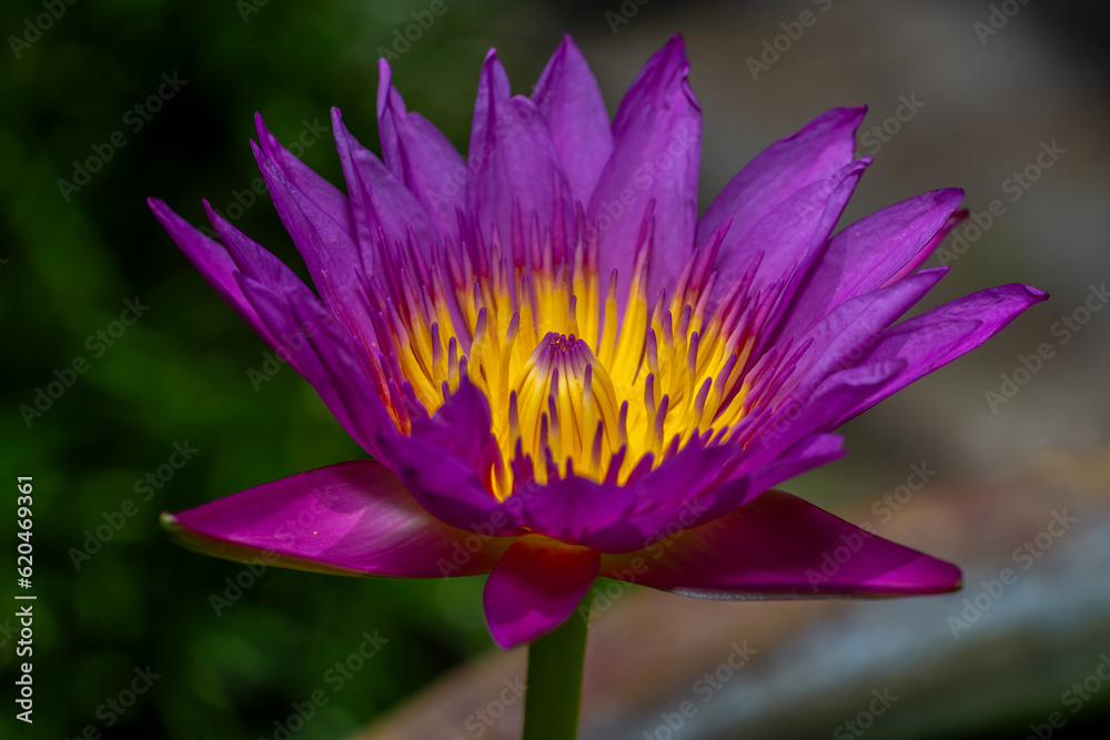 Pink Lotus Flower Or Water Lily Floating On The Water Pink Lotus Flower Or Water Lily Floating On The Water