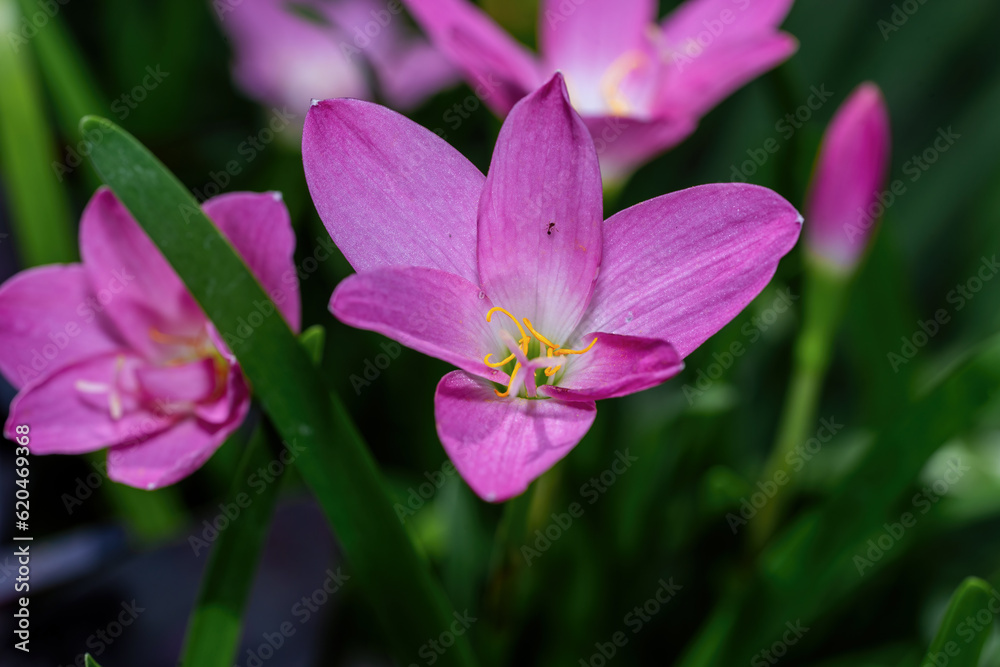 Zephyranthes Lily, Rain Lily, Fairy Lily, Little Witches after rain Zephyranthes Lily, Rain Lily, Fairy Lily, Little Witches after rain