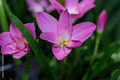 Zephyranthes Lily, Rain Lily, Fairy Lily, Little Witches after rain © ND STOCK