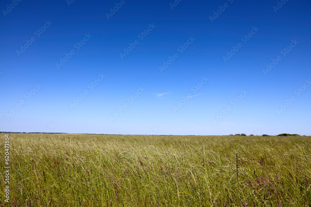 Wild yellow and white flowers on the roadside