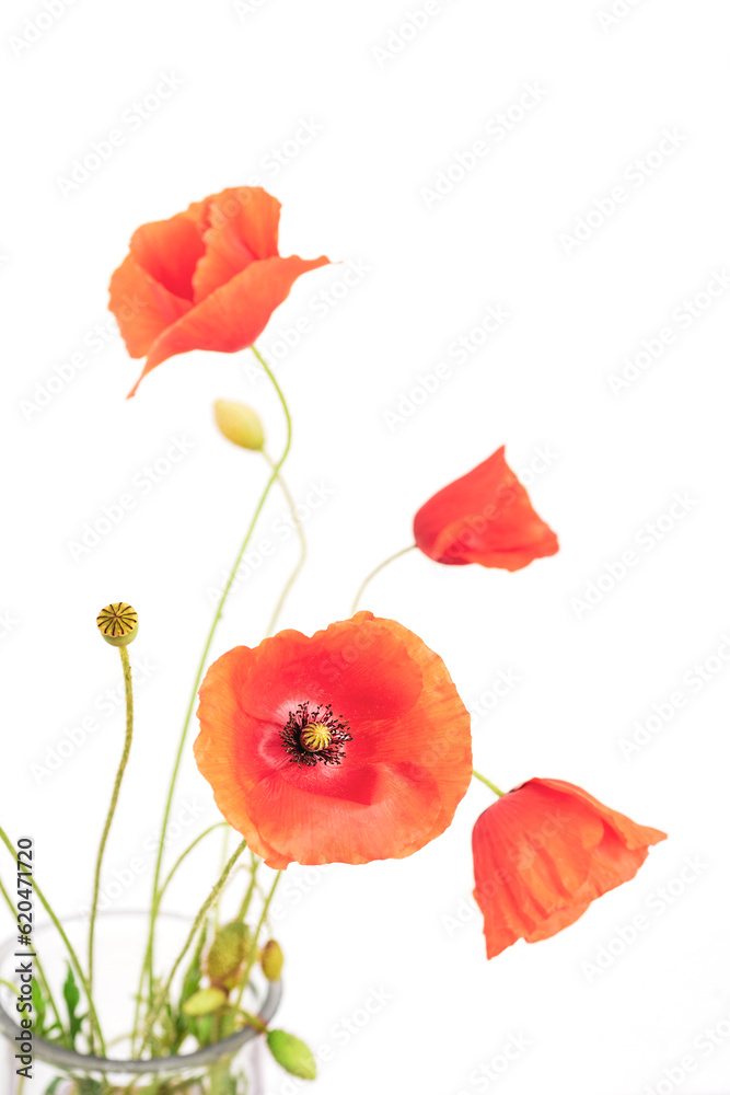 Obraz premium Red poppy flowers in glass vase, close up. Selective focus