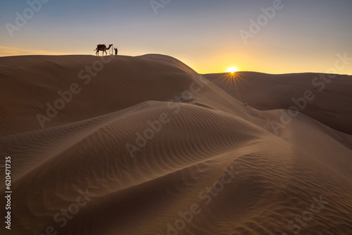 camel in the desert