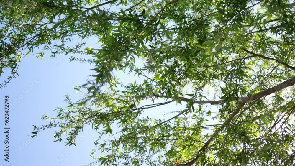 The leaves sway with the wind in summer The leaves sway with the wind in summer