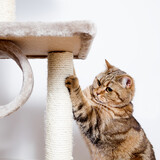 Retrato de precioso gato atigrado color canela jugando en su rascador.Concepto de cuidado de animales domésticos.