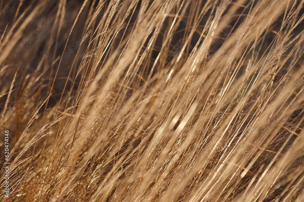 Fototapeta premium Dry sedge grass in the wind. Earth tones. Abstract natural background. Natural Beige. Pampas grass, seeds. Pastel Neutral colors. Selective focus. Trend concept. Poster. Sepia, creamy colored backdrop