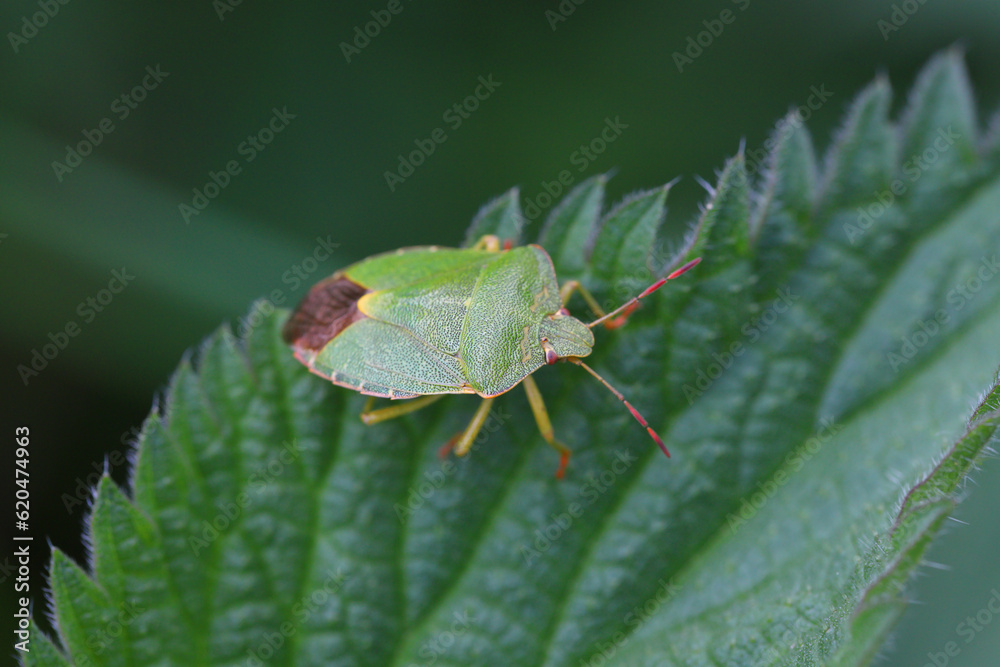 Green Shield Bug or Stink Bug (Palomena prasina) on leaf. Green Shield Bug or Stink Bug (Palomena prasina) on leaf.
