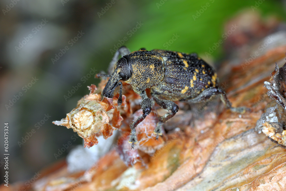 Large Pine Weevil (Hylobius abietis) eating the bark from a pine branch. Large Pine Weevil (Hylobius abietis) eating the bark from a pine branch.