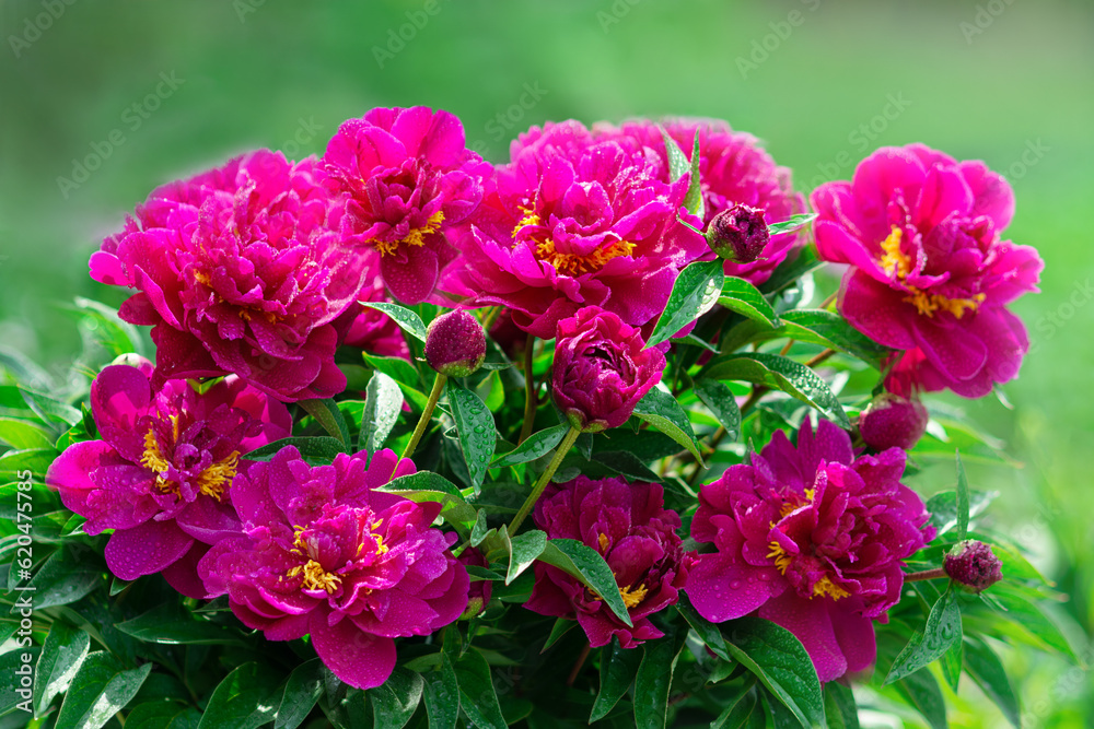 Closeup of pink peonies flowers. Beautiful burgundy bouquet of peonies.