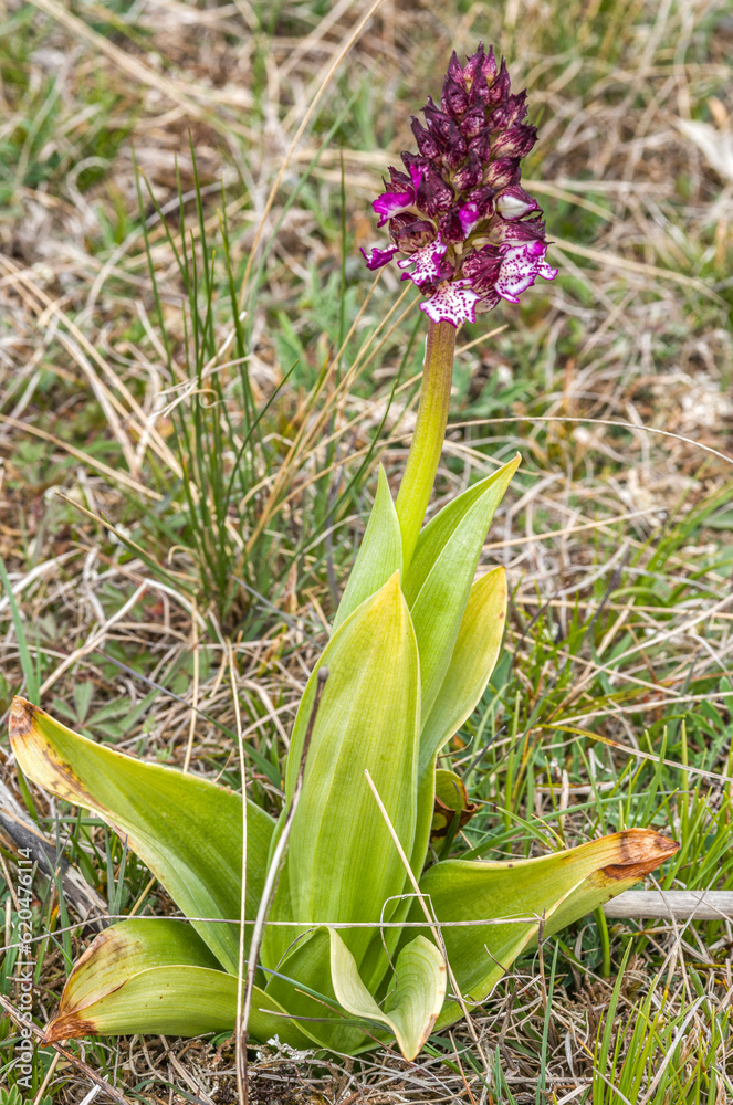 Orchis brûlé sur le cause de Sauveterre à Champerboux, Lozère, France Orchis brûlé sur le cause de Sauveterre à Champerboux, Lozère, France