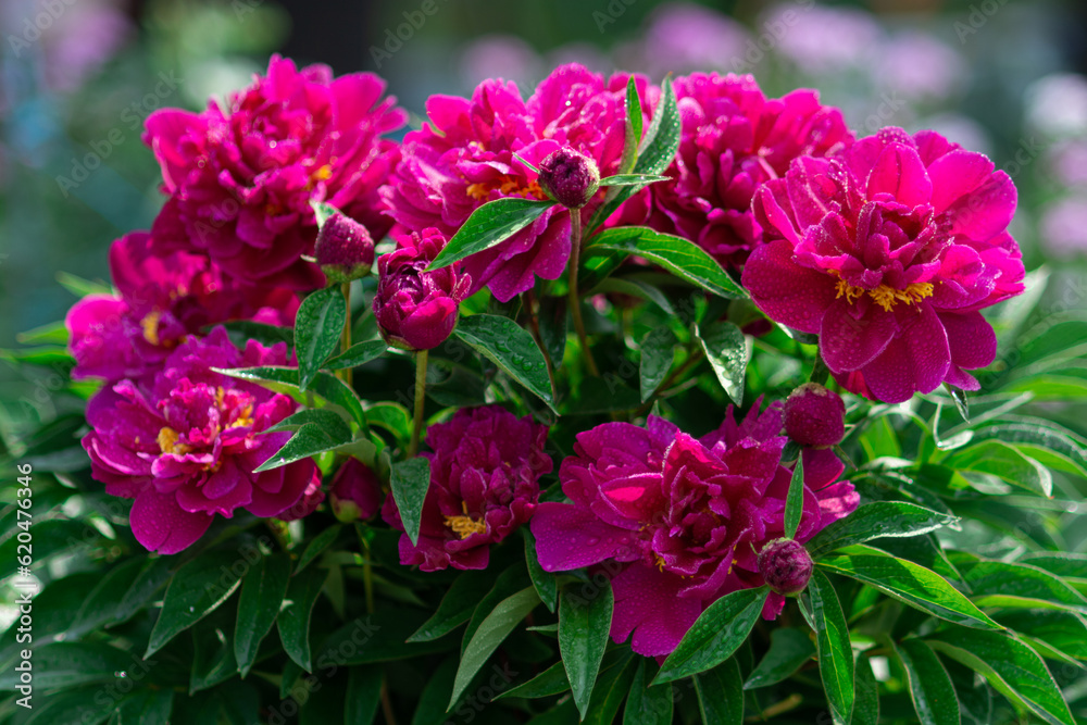 Closeup of pink peonies flowers. Beautiful burgundy bouquet of peonies.