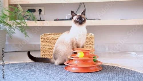 scared siamese cat with a toy looking frightened photo