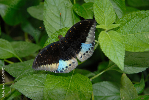 Photos Papillon , Papilio polymnestor , Asie du Sud