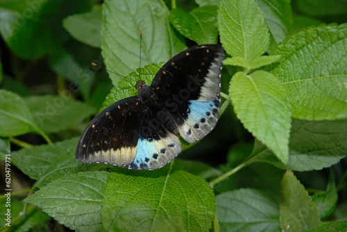 Obraz Papillon , Papilio polymnestor , Asie du Sud