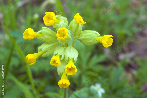 Meconema thalassinum , Sauterelle du chêne, Primalus veris, Coucou, Primevére officinale photo