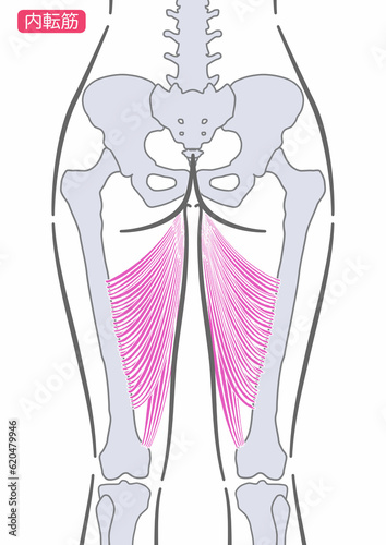 女性の内転筋　後面 photo