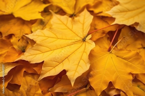 Texture of yellow maple leaves
