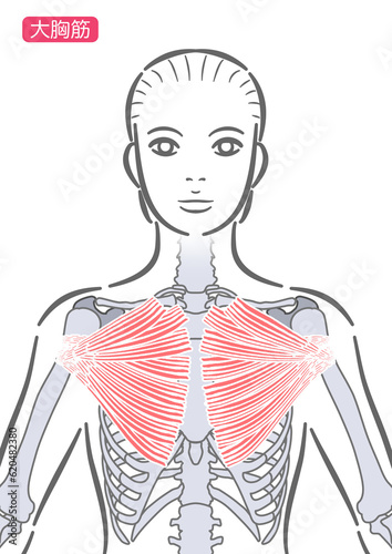女性の大胸筋