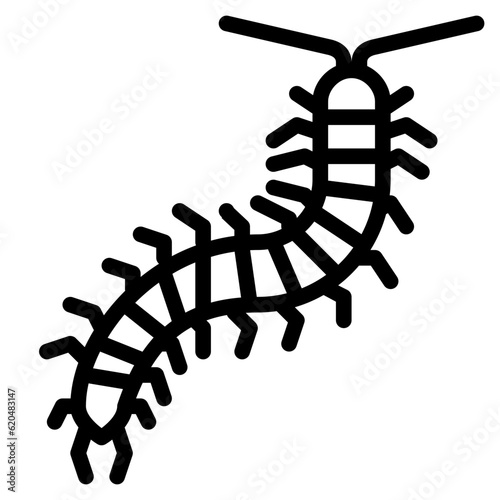 centipede bug insect animal