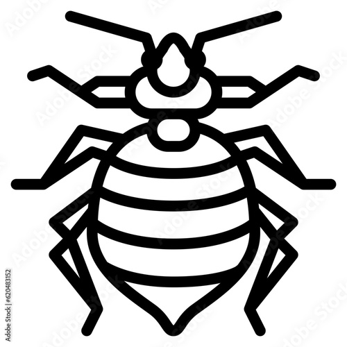 bedbug bug insect animal