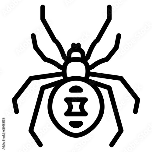 black widow spider bug insect animal