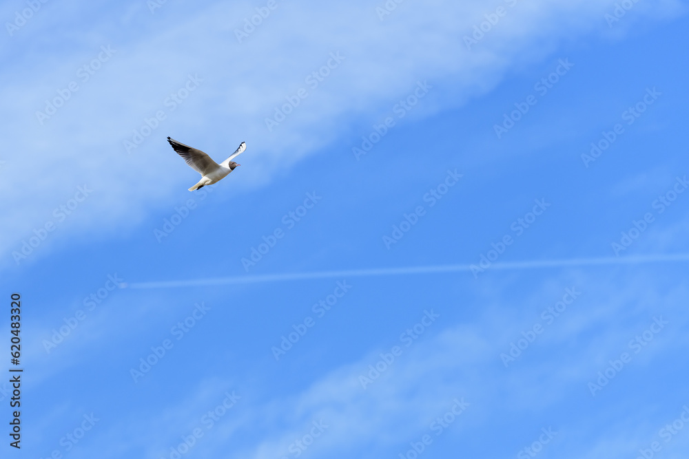 GAVIOTA REIDORA (Chroicocephalus ridibundus) GAVIOTA REIDORA (Chroicocephalus ridibundus)