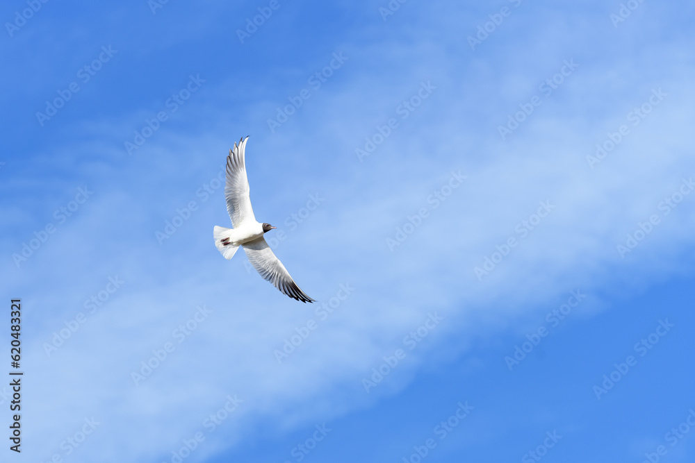 GAVIOTA REIDORA (Chroicocephalus ridibundus) GAVIOTA REIDORA (Chroicocephalus ridibundus)