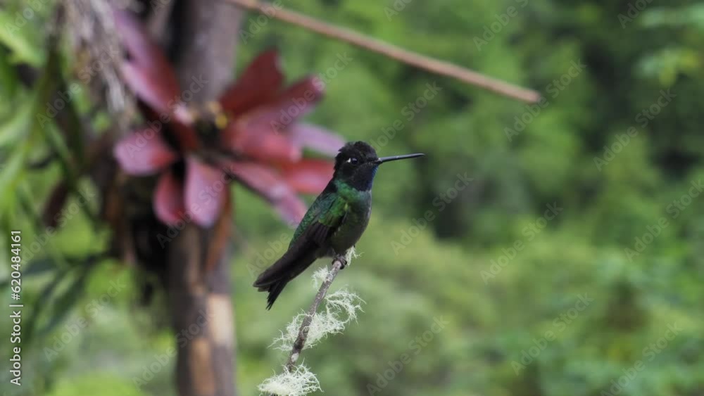 A cute curious Talamanca hummingbird (Eugenes spectabilis) on a branch, with a blurred background of a flower. Closeup shot. A cute curious Talamanca hummingbird (Eugenes spectabilis) on a branch, with a blurred background of a flower. Closeup shot.