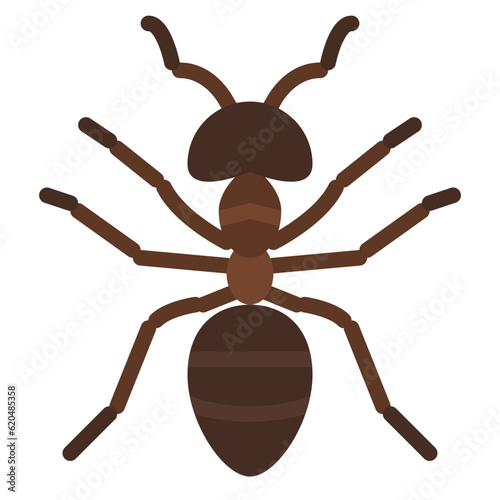 ant bug insect animal