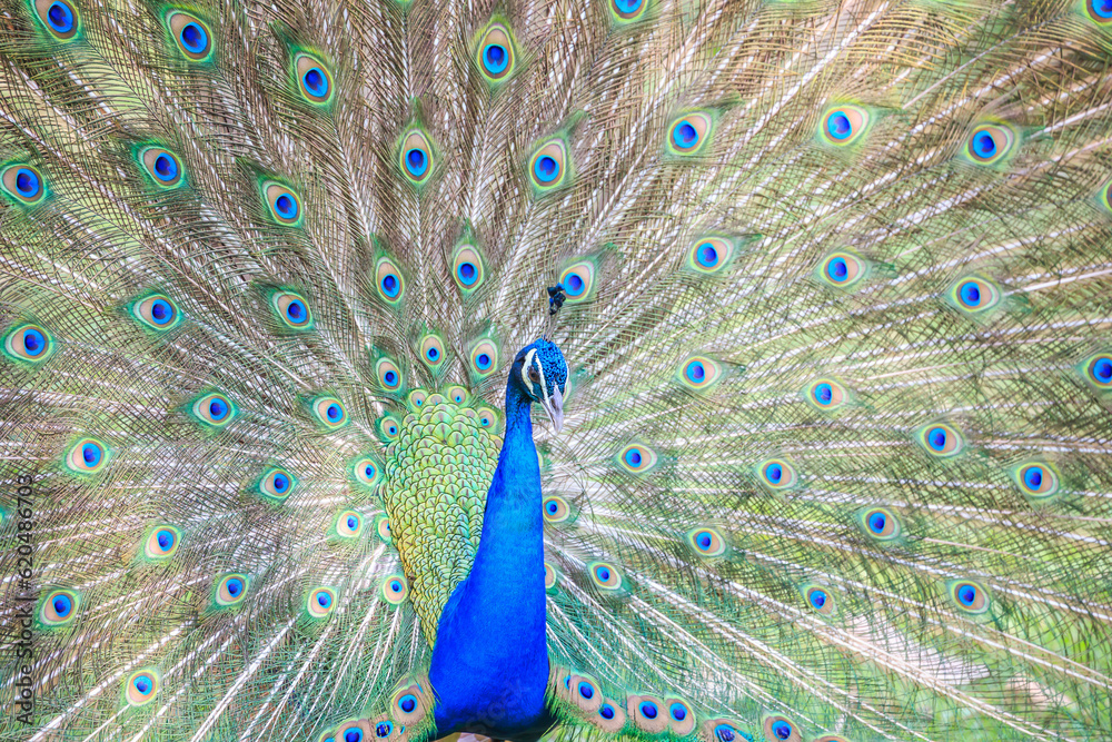 Obraz premium Beautiful peacock.