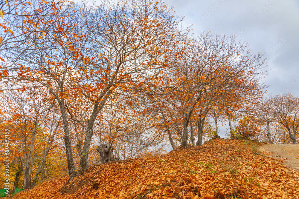 Fototapeta premium Otoño en Málaga