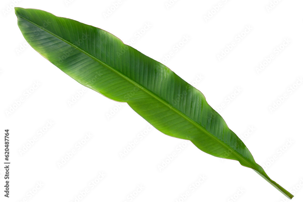 Obraz premium Fresh banana leaf on white background.