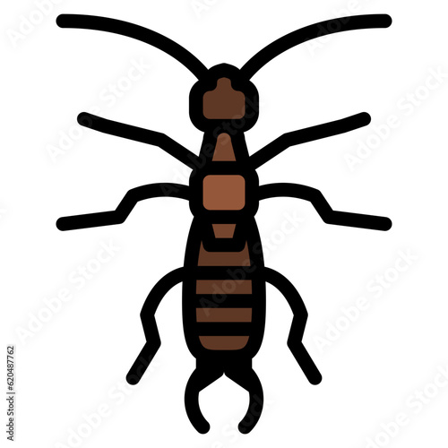 earwig bug insect animal