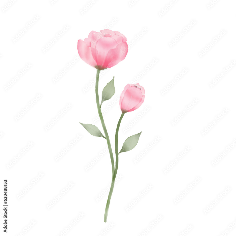 Obraz premium beautiful flower watercolor transparent background created with procreate