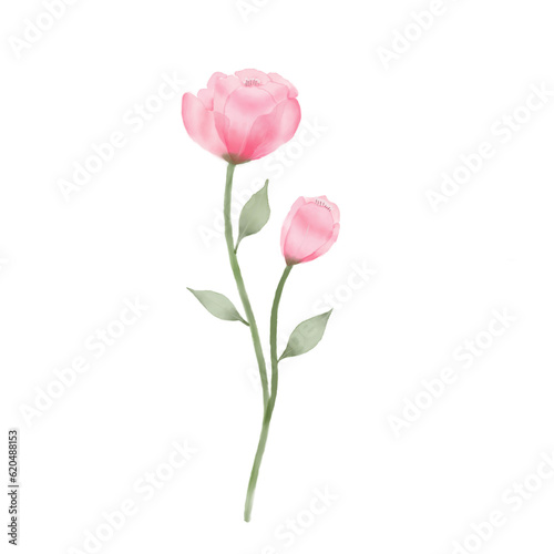 beautiful flower watercolor transparent background created with procreate