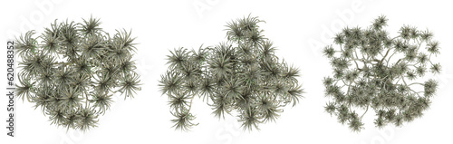 Palm trees on top view isolated on transparent background, 3d render illustration.