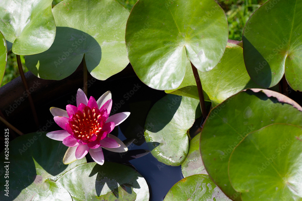 Beautiful water lily. Lotus water plant in a pot Beautiful water lily. Lotus water plant in a pot